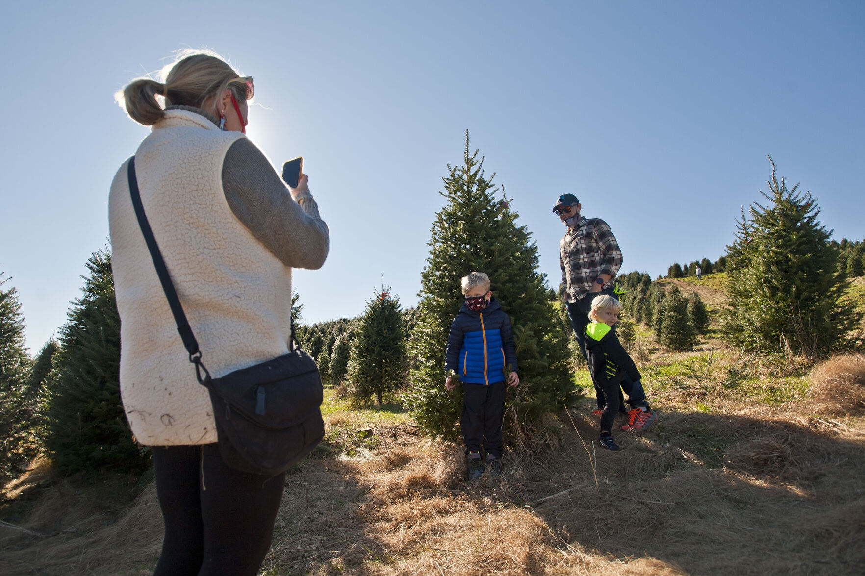 Choose and cut Christmas trees